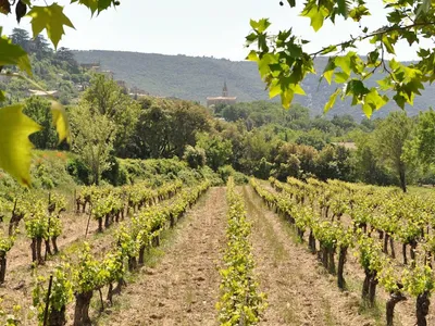 Apprendre le vin — Food and beverage consultant à Lyon