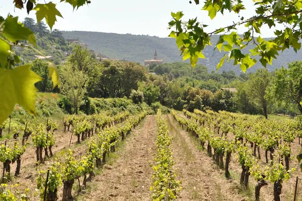 Apprendre le vin, Food and beverage consultant à Lyon — Cabinet