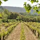 Apprendre le vin