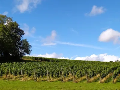 Arpents du Soleil — Vignoble à Vendeuvre
