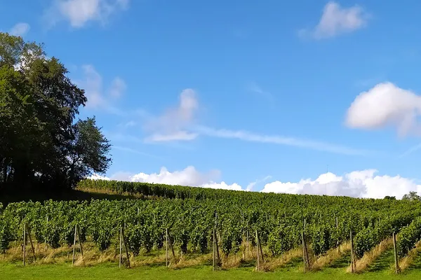Arpents du Soleil, Vignoble à Vendeuvre — Cabinet