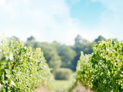 Arvitis - Thiénot family & Estates — Siège social à Paris