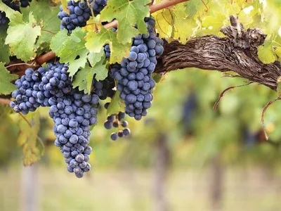 Avvino — Grossiste en vins à Rueil-Malmaison