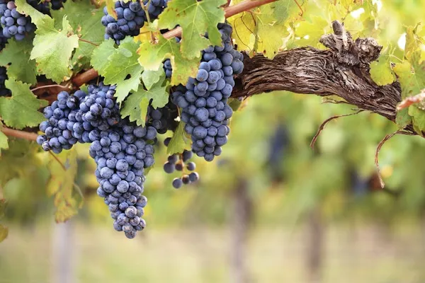 Avvino, Grossiste en vins à Rueil-Malmaison — Cabinet