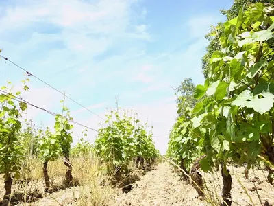 Berthaut Domaine-Gerbet — Vignoble à Fixin