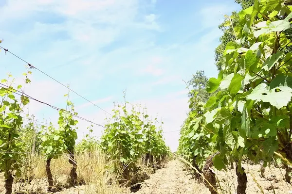 Berthaut Domaine-Gerbet, Vignoble à Fixin — Cabinet