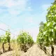 Berthaut Domaine-Gerbet