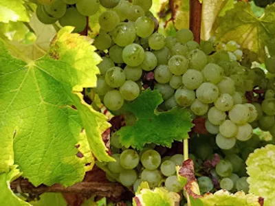 Cave Jean-Claude Leclerc — Établissement vinicole à Menetou-Salon