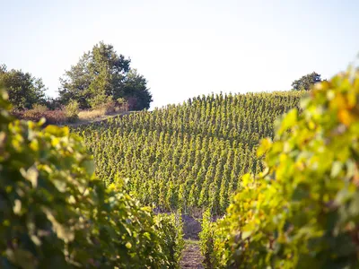 Cave La Pléiade Des Vins — Caviste à Verneuil-sur-Seine