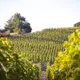 Cave La Pléiade Des Vins