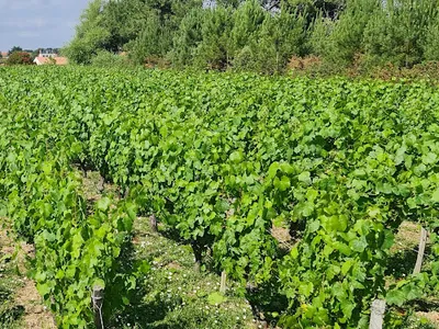 CAVE Pajot Laurent Viticulteur — Vignoble à Brem-sur-Mer