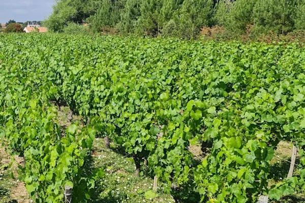CAVE Pajot Laurent Viticulteur, Vignoble à Brem-sur-Mer — Cabinet