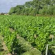 CAVE Pajot Laurent Viticulteur