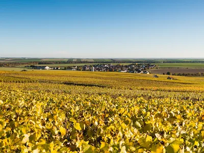 Champagne Francart et Fils — Établissement vinicole à Vaudemange