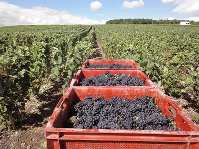 Champagne Guichard - Pichelin — Établissement vinicole à Chézy-sur-Marne