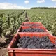 Champagne Guichard - Pichelin