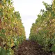 Champagne Lignier-Moreau