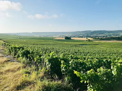 Champagne Philippe Mallet Domaine Mallet — Établissement vinicole à Trélou-sur-Marne