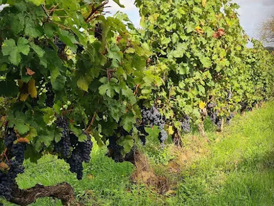 Château de Coulaine - Vins de Chinon — Vignoble à Beaumont-en-Véron