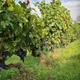 Château de Coulaine - Vins de Chinon