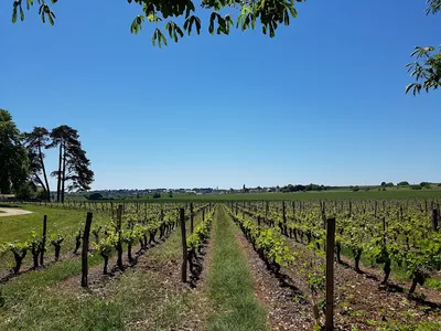 Château de la Grille — Établissement vinicole, Attraction touristique à Chinon