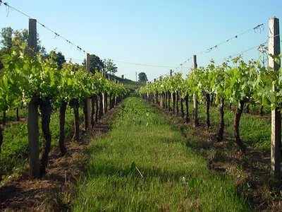Château du Manoir - Domaine viticole familial - Vin de Bordeaux — Vignoble à Asques