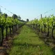 Château du Manoir - Domaine viticole familial - Vin de Bordeaux