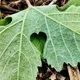 Coopérative Vinicole Champenoise