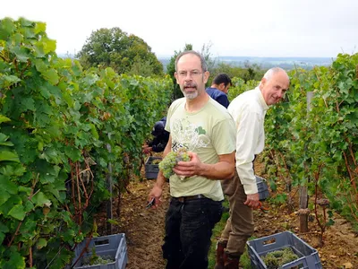 DELALAY jf Domaine de la Dozonnerie Vins de Chinon — Vignoble à Chinon