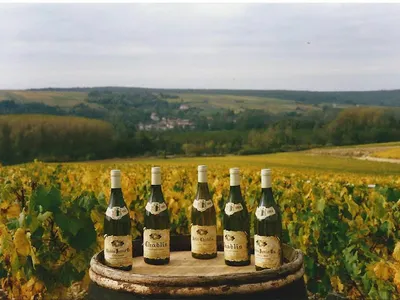 Domaine Chantemerle — Vignoble à La Chapelle-Vaupelteigne