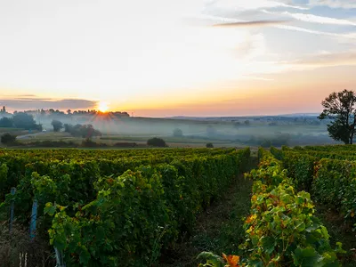 Domaine Chavet — Établissement vinicole à Menetou-Salon