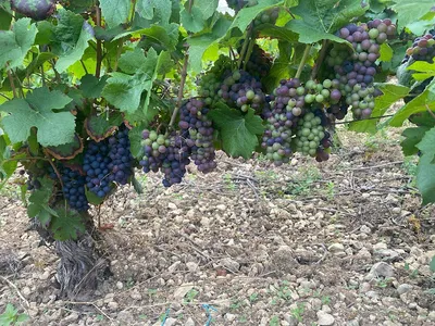Domaine Clément — Vignoble à Jussy