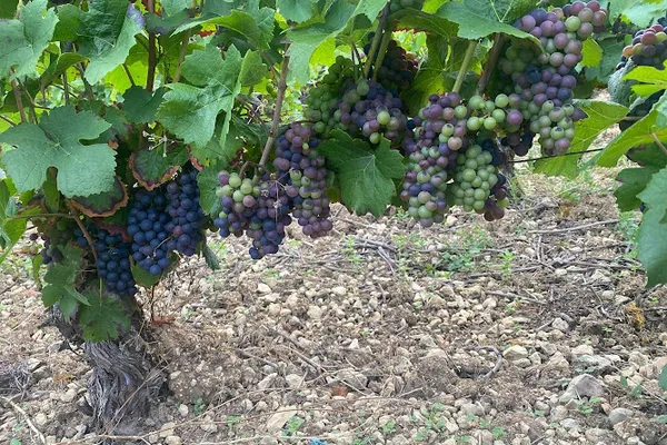 Domaine Clément, Vignoble à Jussy — Cabinet