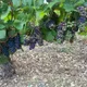 Domaine Clément