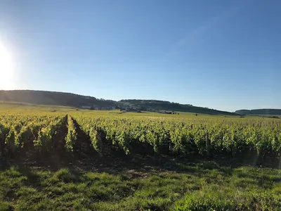 Domaine Cluzeaud Jean-Claude Et Fils — Établissement vinicole à Volnay