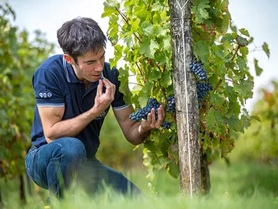 DOMAINE COIRIER — Établissement vinicole à Pissotte
