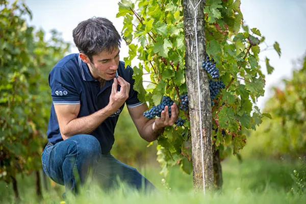 DOMAINE COIRIER, Établissement vinicole à Pissotte — Cabinet