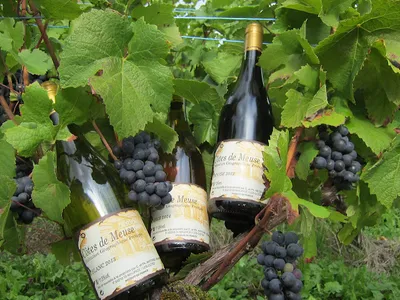 Domaine de la Goulotte — Établissement vinicole à Saint-Maurice-sous-les-Côtes
