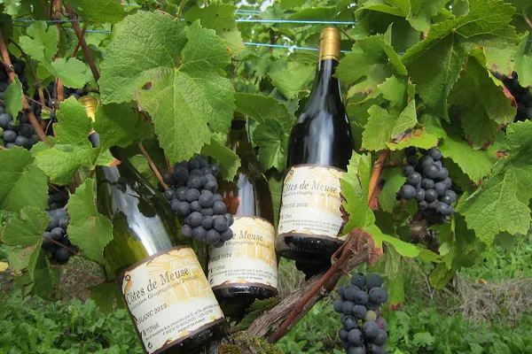 Domaine de la Goulotte, Établissement vinicole à Saint-Maurice-sous-les-Côtes — Cabinet