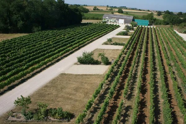 Domaine de la Roussille, Vignoble à Neuville-de-Poitou — Cabinet