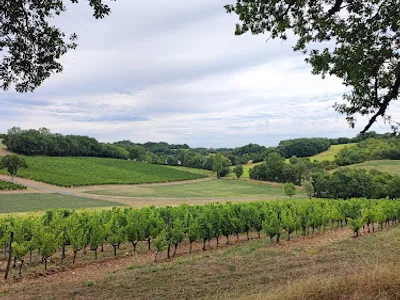 DOMAINE DE LARROQUE - SCEA P.NOUVEL — Établissement vinicole à Cestayrols