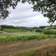 DOMAINE DE LARROQUE - SCEA P.NOUVEL