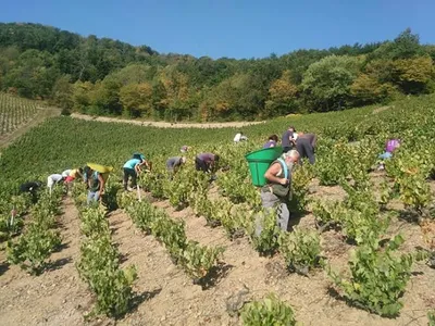 Domaine des Grandes Vignes — Établissement vinicole à Quincié-en-Beaujolais