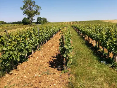 Domaine des Pampres d'Or - Vignoble PERRAS - BIO Beaujolais Pierres Dorées — attractions à Saint-Germain-Nuelles