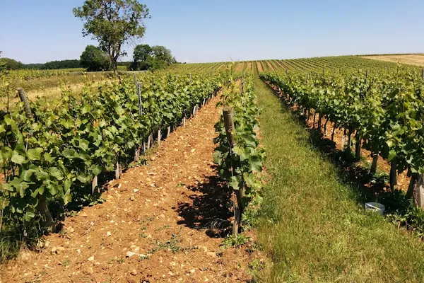 Domaine des Pampres d'Or - Vignoble PERRAS - BIO Beaujolais Pierres Dorées, attractions à Saint-Germain-Nuelles — Cabinet