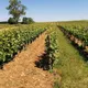 Domaine des Pampres d'Or - Vignoble PERRAS - BIO Beaujolais Pierres Dorées