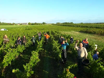Domaine des Roy — Établissement vinicole à Pontlevoy
