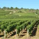 Domaine Desvignes, Gautier, propriétaire récoltant à Givry