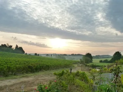 Domaine Dhommé — Vignoble à Chalonnes-sur-Loire
