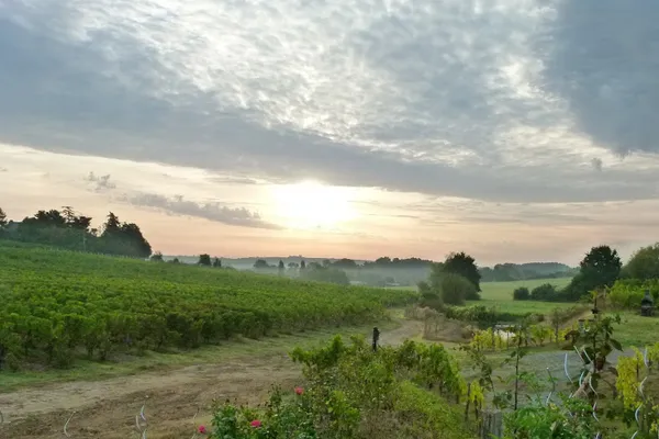 Domaine Dhommé, Vignoble à Chalonnes-sur-Loire — Cabinet